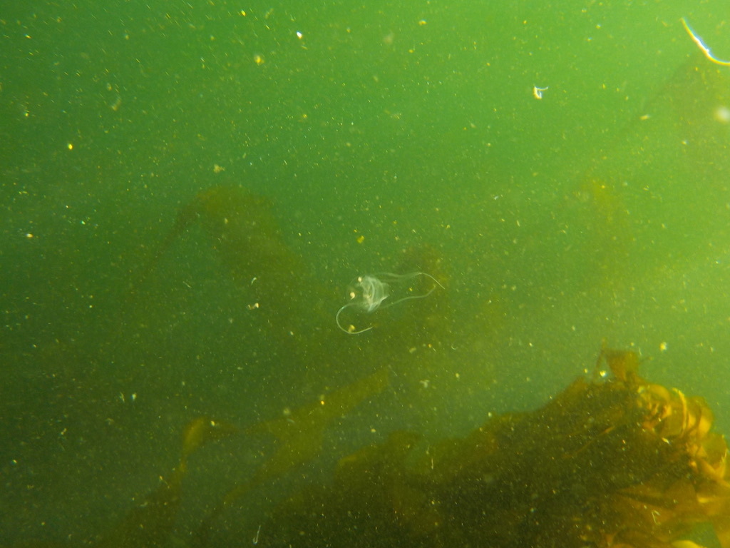 Solmundaegina nematophora Lindsay, 2017