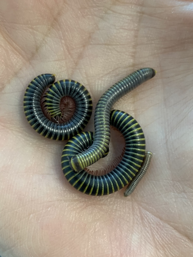 Anadenobolus
