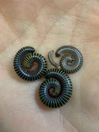 Bumblebee Millipede photo 3
