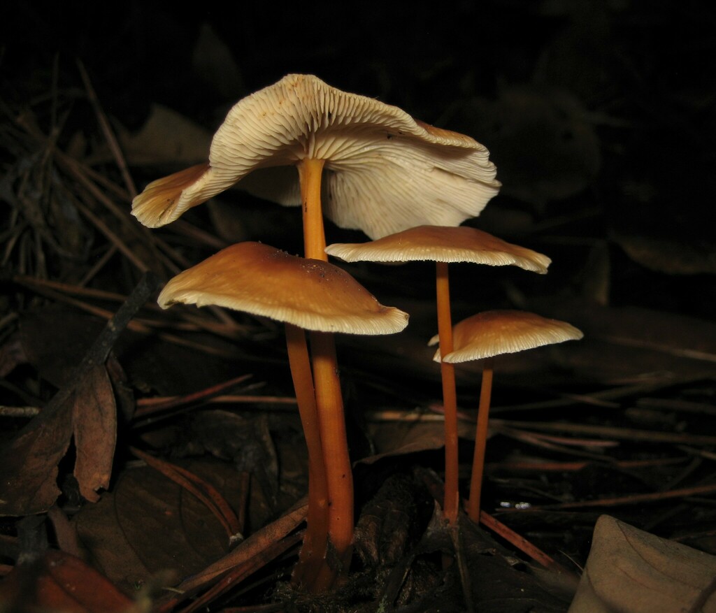 Gymnopus macropus