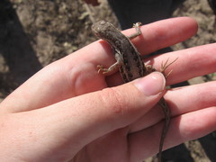 Holbrookia propinqua