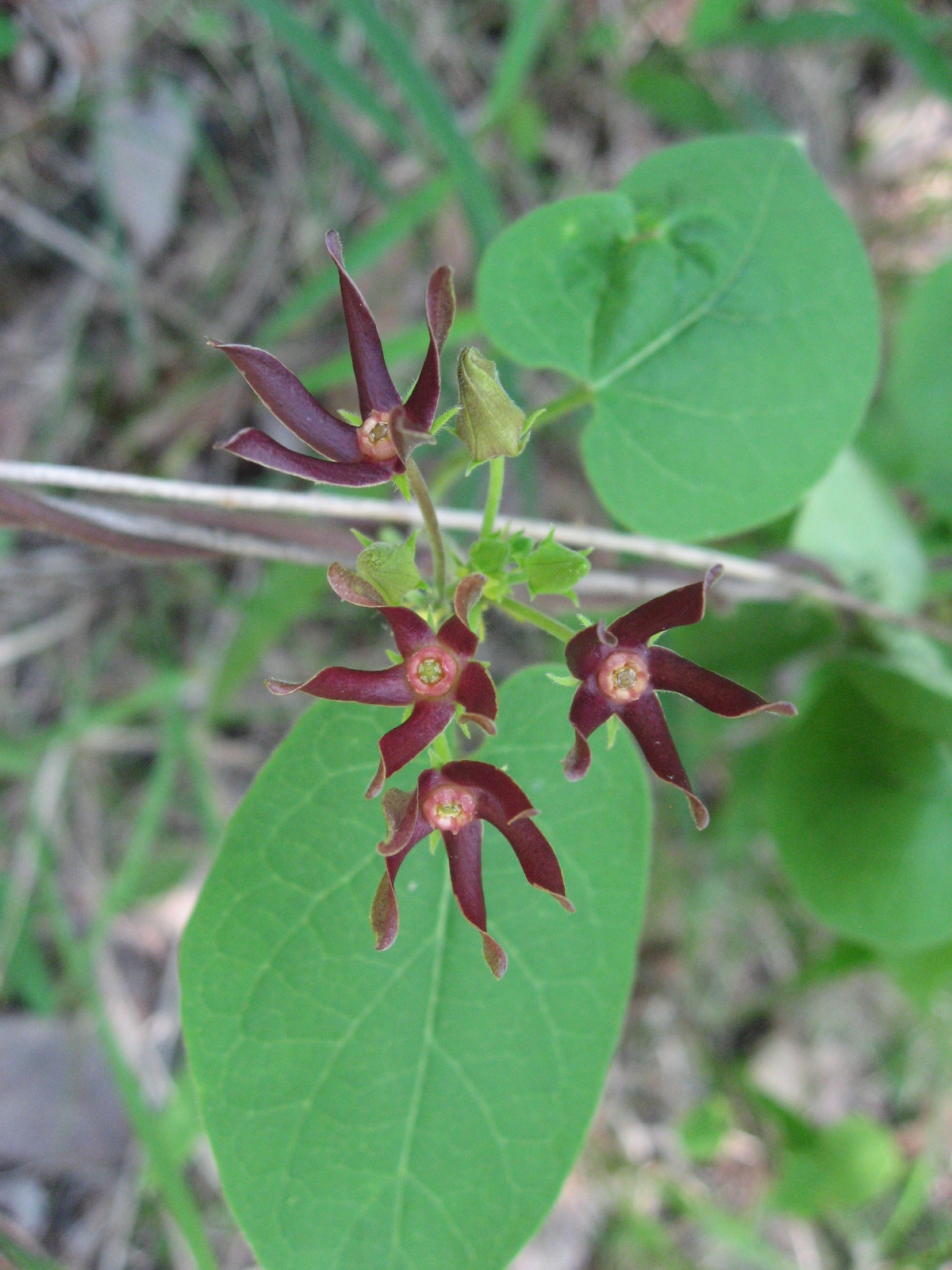 Matelea obliqua