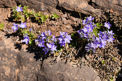 Campanula piperi