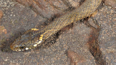 Hebius vibakari