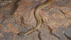 Hebius vibakari