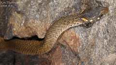 Hebius vibakari