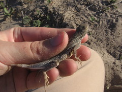 Holbrookia propinqua