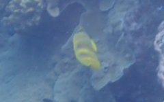 Chaetodon rainfordi