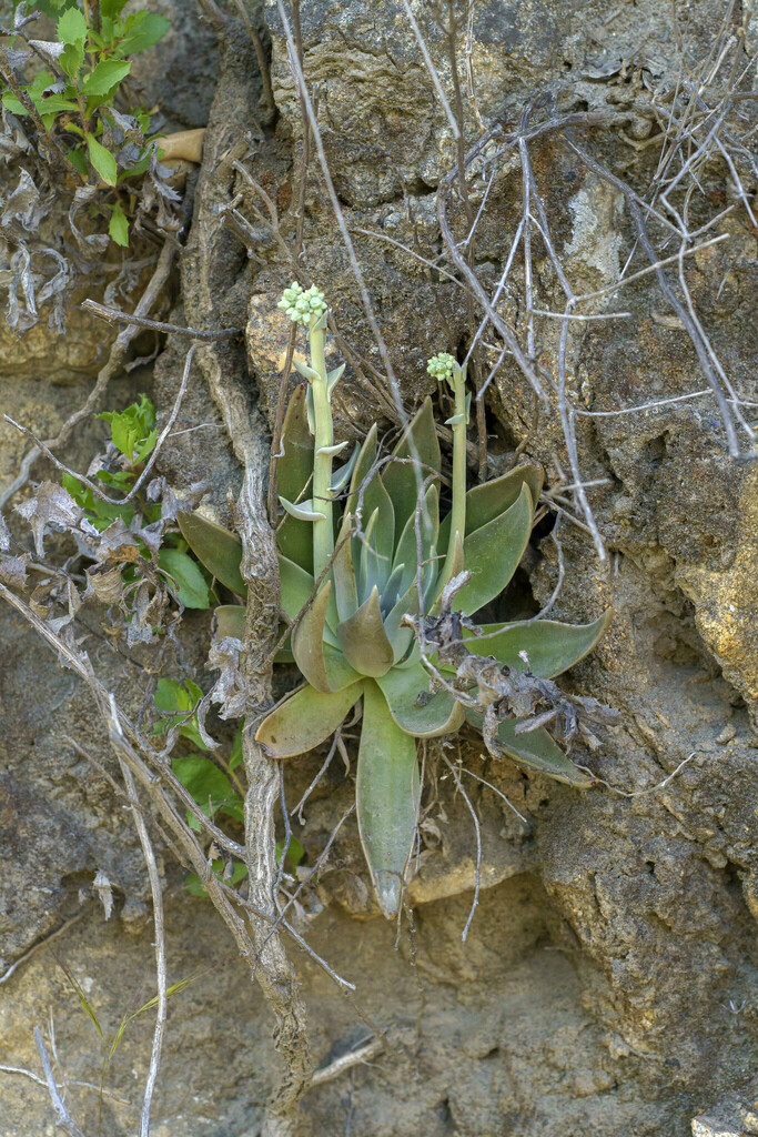 Banner dudleya