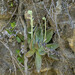 Banner Dudleya - Photo (c) James Connolly Davis, some rights reserved (CC BY-SA), uploaded by James Connolly Davis