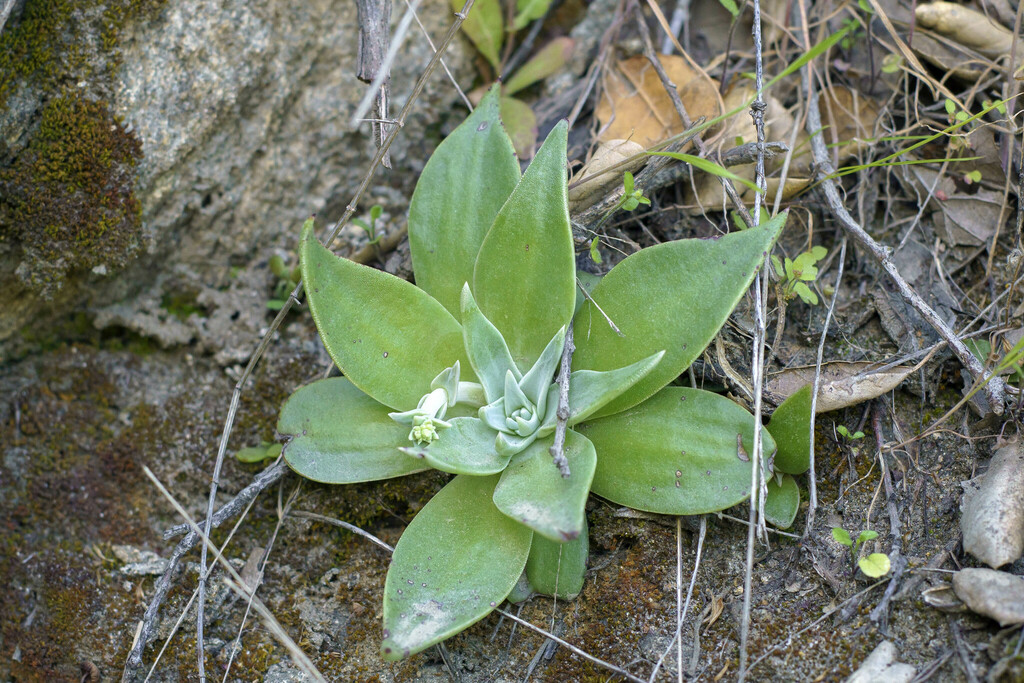 Dudleya alainae Reiser