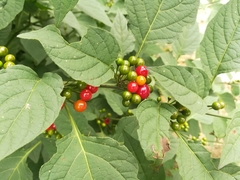 Witheringia mexicana