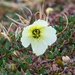 Svalbard Poppy - Photo (c) Allan Hopkins, some rights reserved (CC BY-NC-ND)