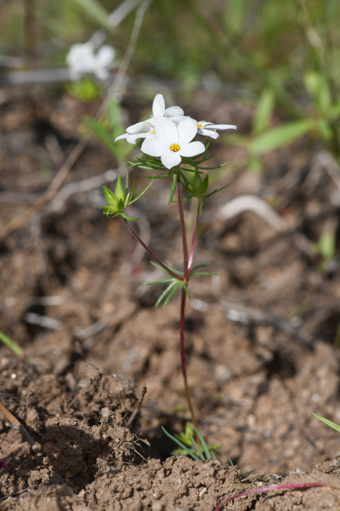 Leptosiphon serrulatus