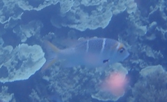 Monotaxis heterodon