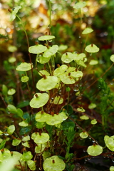Splachnum luteum