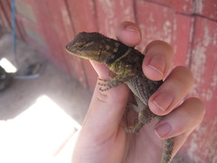 Sceloporus cyanogenys