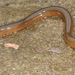 Asian Swamp Eel - Photo (c) Kim, Hyun-tae, some rights reserved (CC BY), uploaded by Kim, Hyun-tae