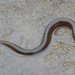 Asian Swamp Eel - Photo (c) Kim, Hyun-tae, some rights reserved (CC BY), uploaded by Kim, Hyun-tae