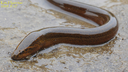 Asian Swamp Eel