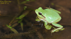 Hyla suweonensis