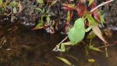 Hyla suweonensis