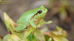 Hyla suweonensis