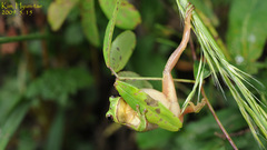 Hyla suweonensis