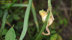 Hyla suweonensis