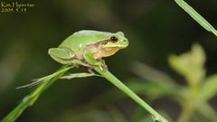 Hyla suweonensis