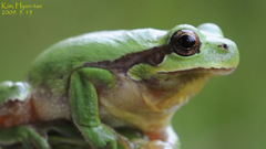 Hyla suweonensis