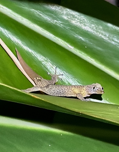 Jamaican Tailspot Sphaero (Sphaerodactylus dacnicolor)