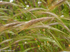 Cape Ricegrass - Photo (c) Valter Jacinto, some rights reserved (CC BY-NC-SA)