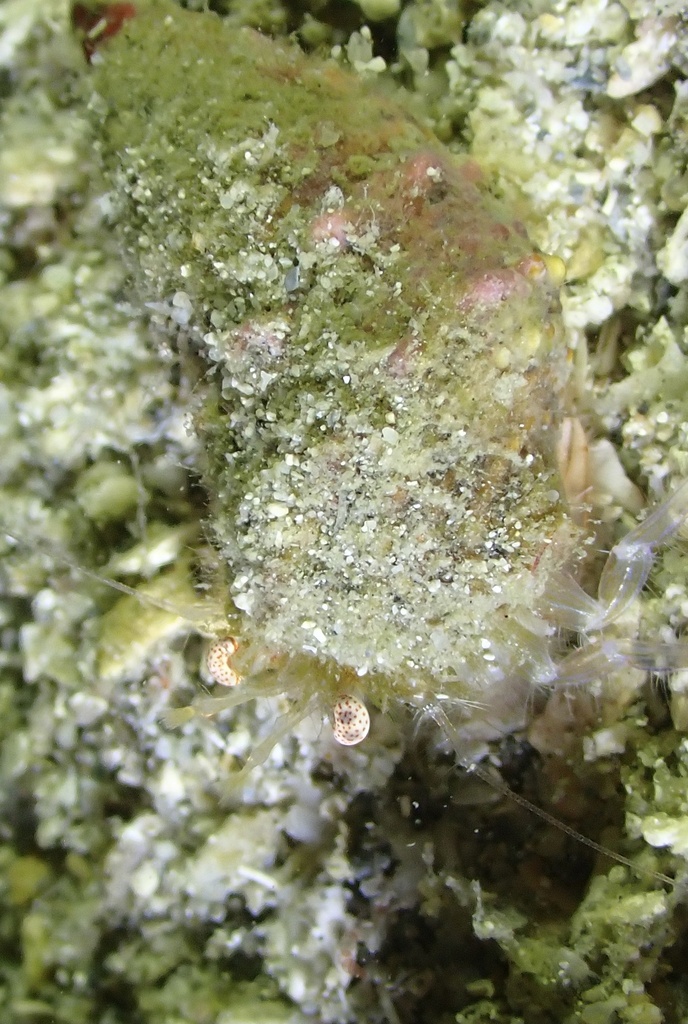 Iridopagurus caribbensis