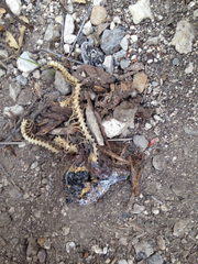 Micrurus tener tener