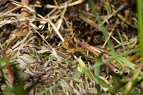 Northern Checkerspot photo 3