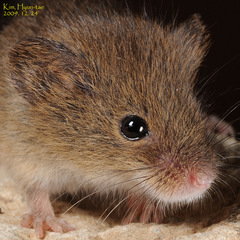 Harvest Mouse photo 1