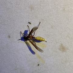 Apoica pallens image