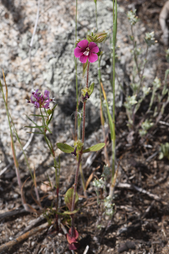 Bolander's monkeyflower (Diplacus bolanderi)