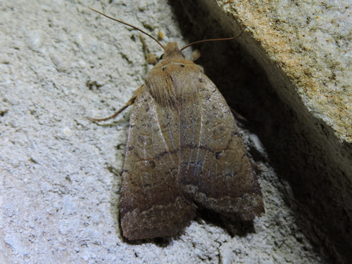 Variable Sallow photo 3