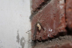 Orthoptera