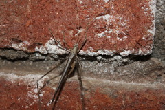 Orthoptera
