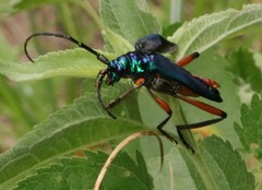 Plinthocoelium suaveolens