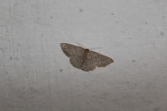 Geometridae