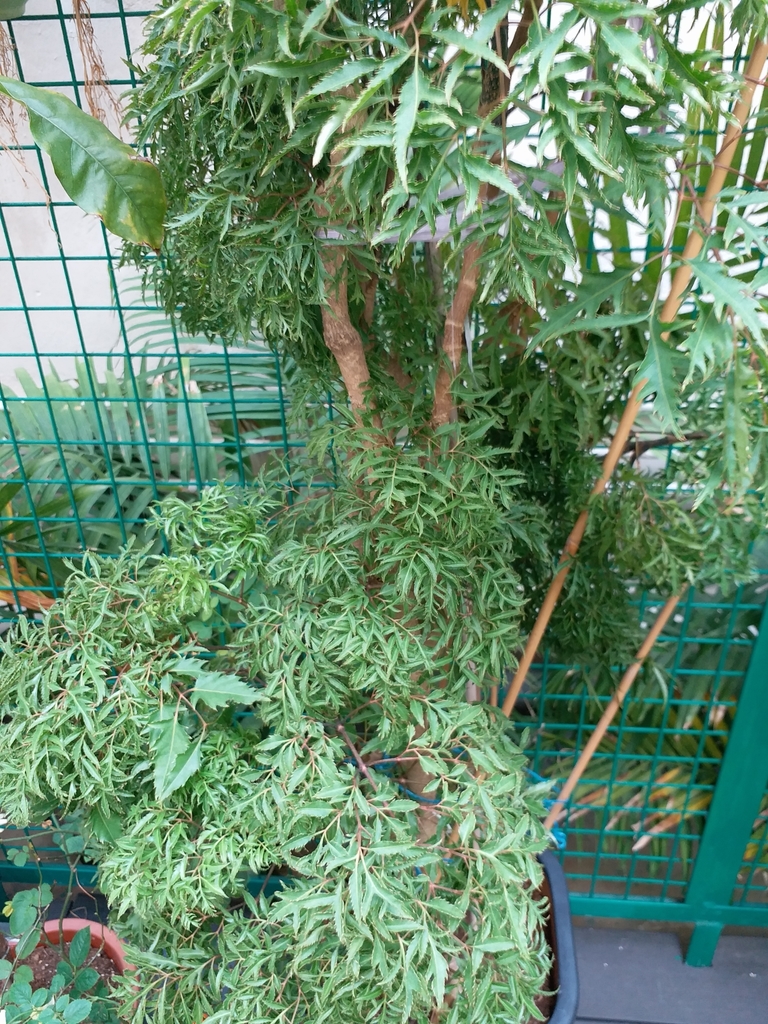 Ming aralia plant form