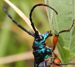 Plinthocoelium suaveolens