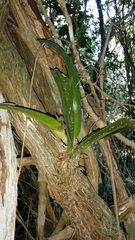 Trichocentrum oerstedii