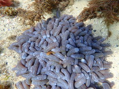 Cochleoceps orientalis