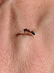 Odontomachus clarus
