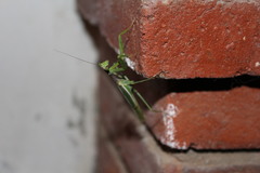 Mantidae